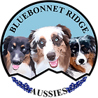 Bluebonnet Ridge Aussies