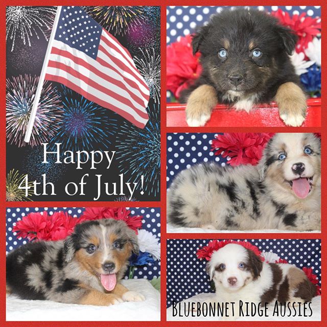 Wishing all of of 4 legged followers and their hoomans a safe and memorable 4th of July!