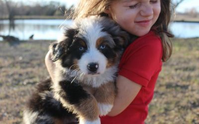 Welcome to Bluebonnet Ridge Aussies!