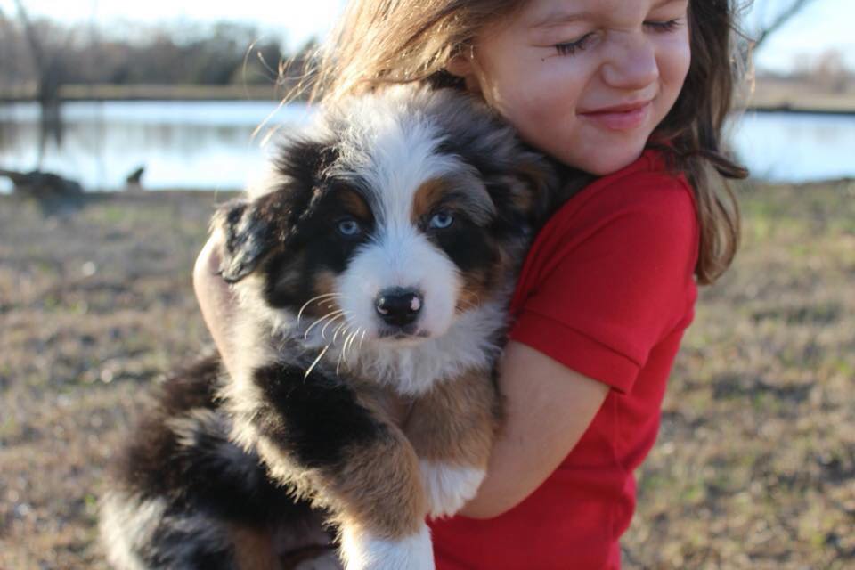 Welcome to Bluebonnet Ridge Aussies!